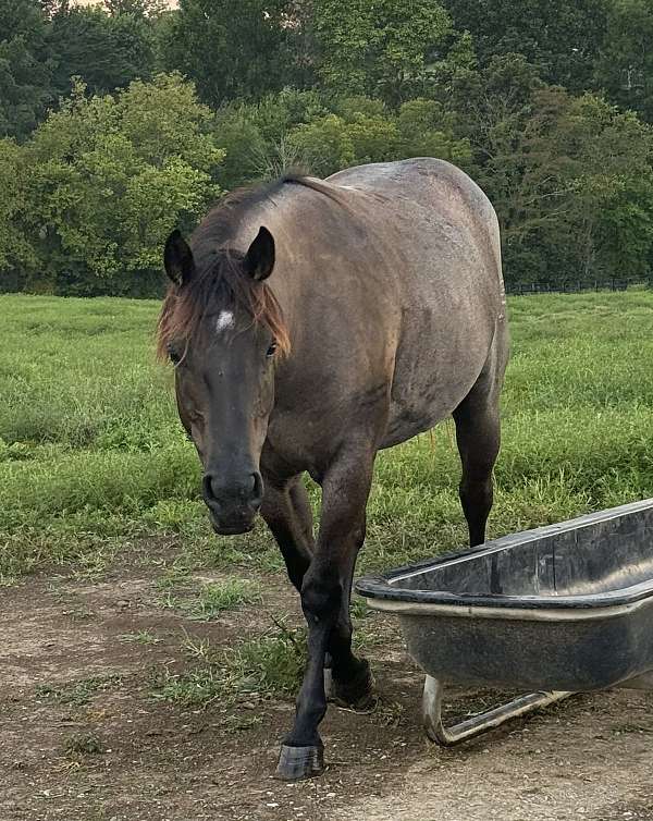 blue-roan-roan-quarter-horse-mare