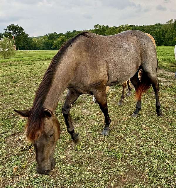 blue-roan-roan-quarter-horse-for-sale