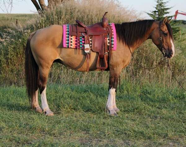 all-around-clydesdale-horse