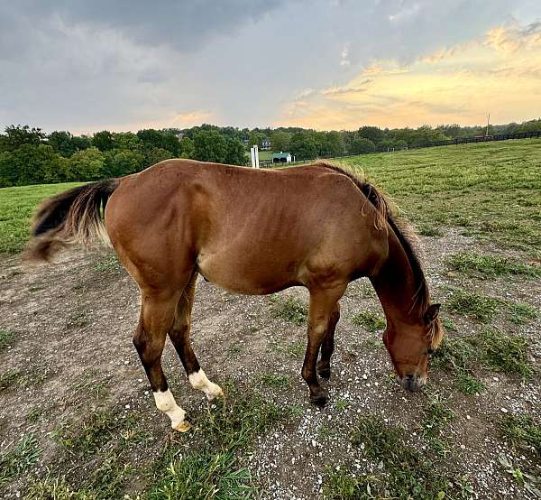 quarter-horse-colt