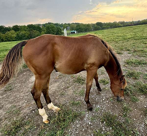 quarter-horse-for-sale