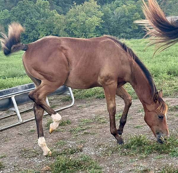 awesome-colt-quarter-horse