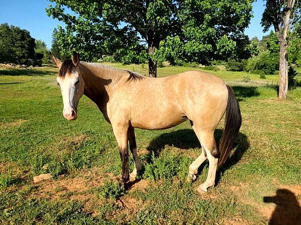 buckskin-twhbea-filly-mare