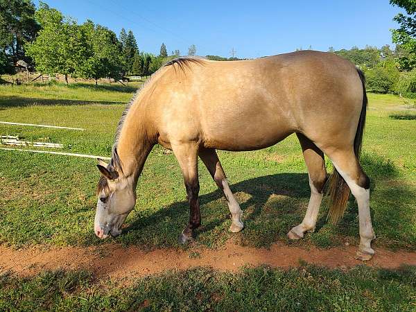 sassy-tennessee-walking-horse