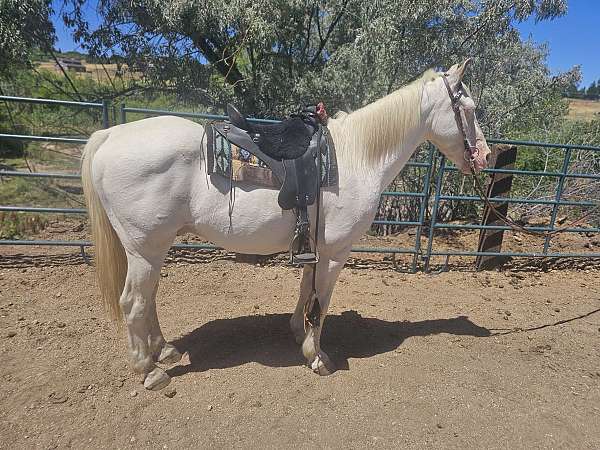 cremello-therapy-horse