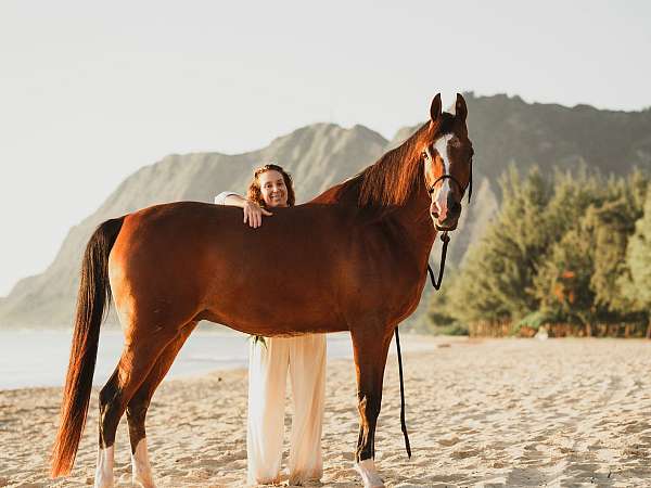 arabian-gelding