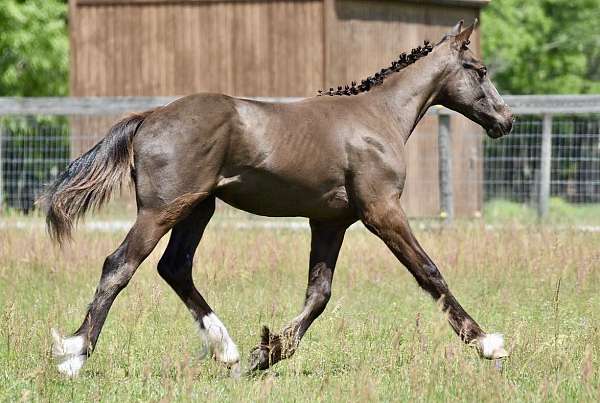 smokey-black-field-hunter-horse