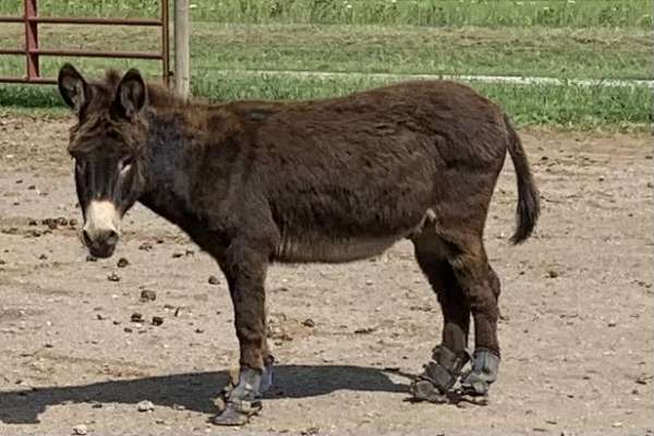 donkey-gelding