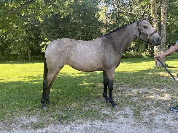 ground-connemara-pony