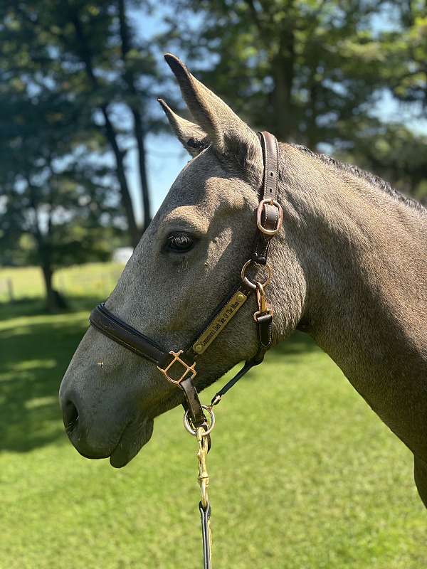 free-horse-ads-connemara-pony