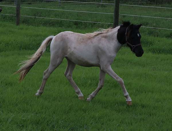 awesome-shetland-pony