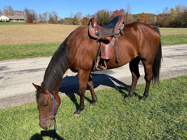 bay-quarter-horse-mare