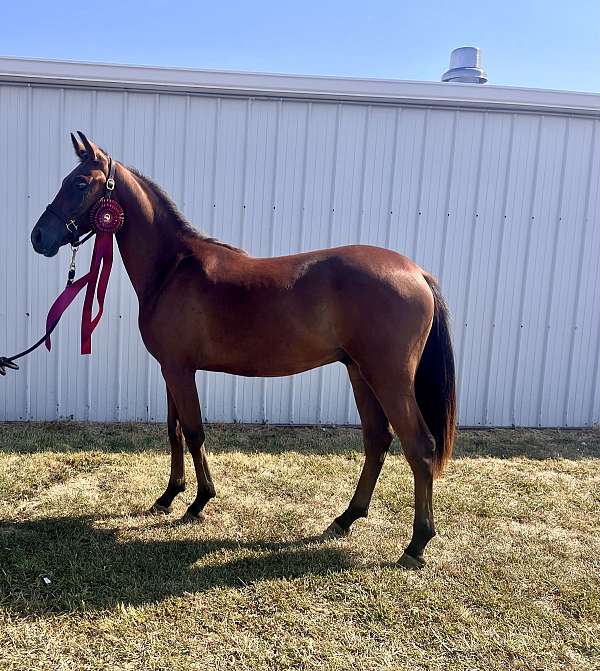 double-registered-andalusian-arabian-horse