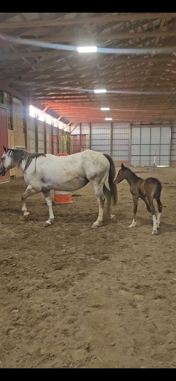 champion-clydesdale-draft-horse