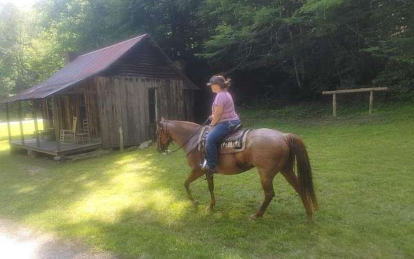 red-roan-star-horse