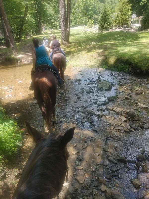 red-roan-strip-horse