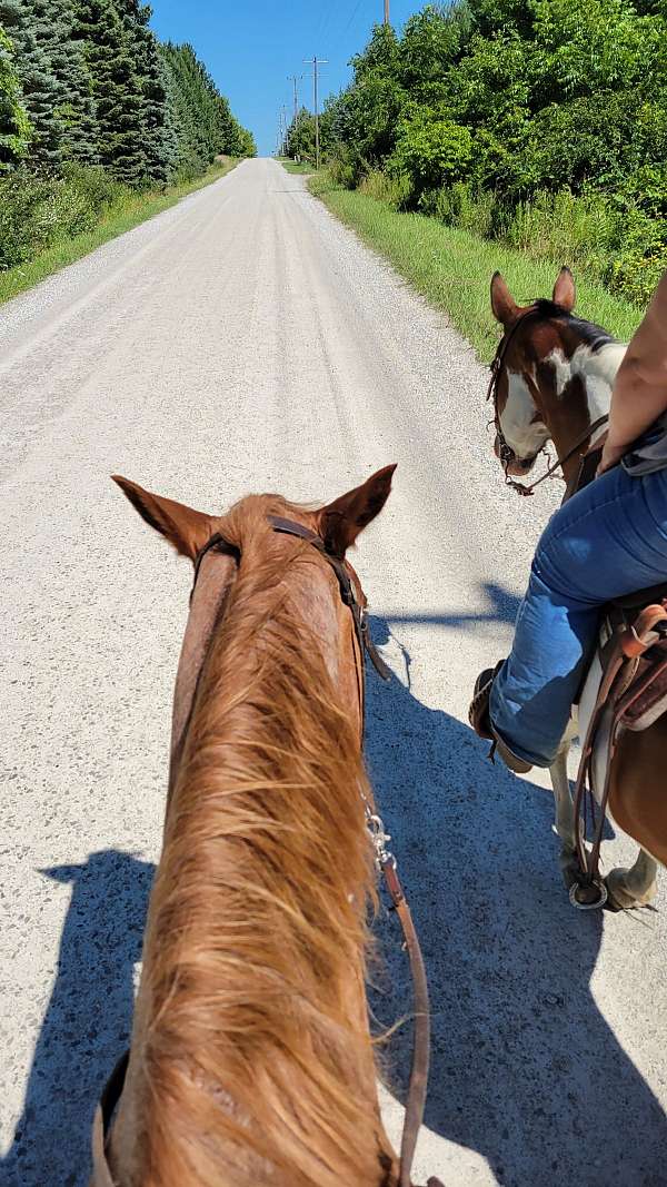 red-roan-snip-horse