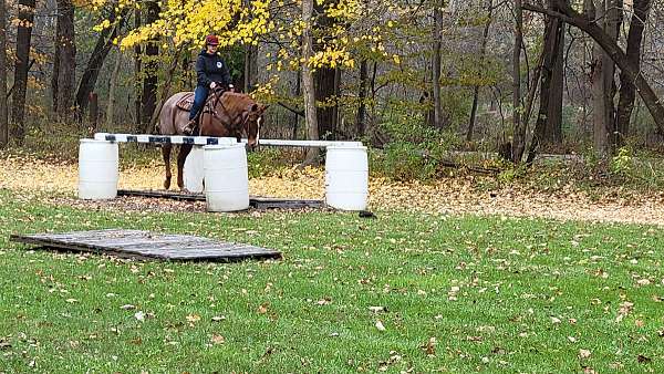 athletic-quarter-horse