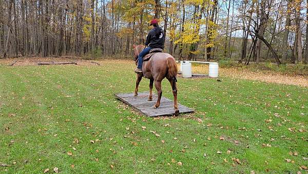 equitation-quarter-horse