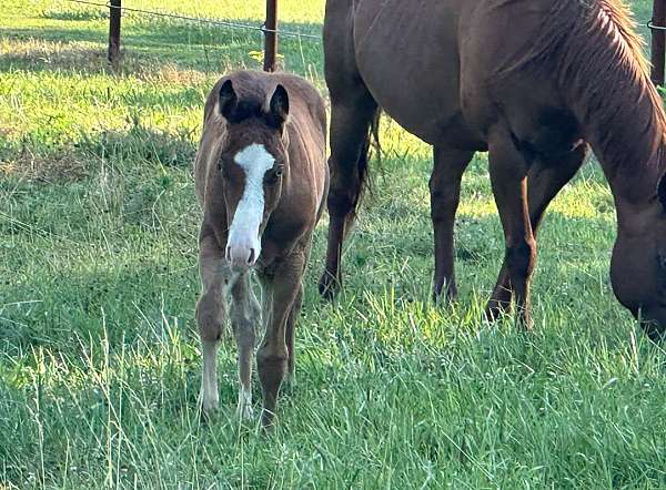 quarter-horse-colt