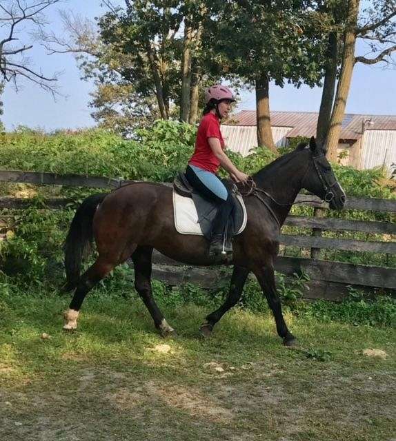 cross-trail-morgan-percheron-horse