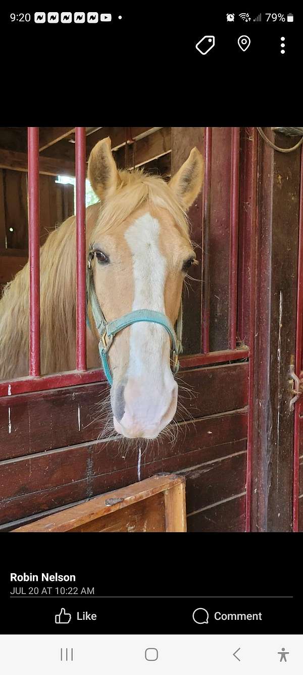 palomino-gelding