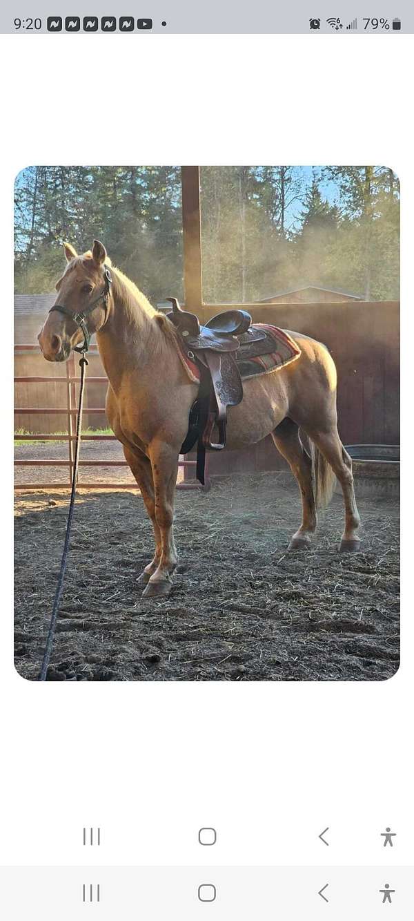 palomino-horse-for-sale