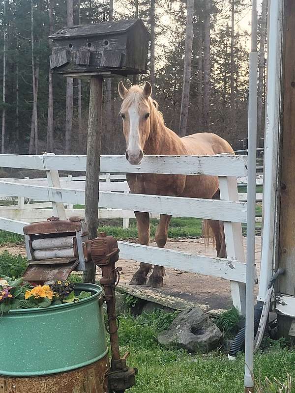 palomino-horse