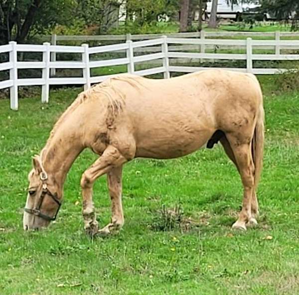 beginner-gelding