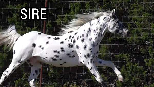 far-appaloosa-horse