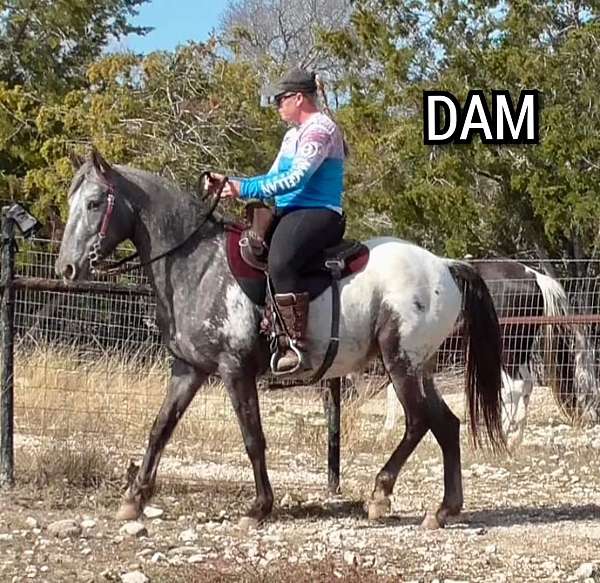 gaited-walkaloosa-appaloosa-horse