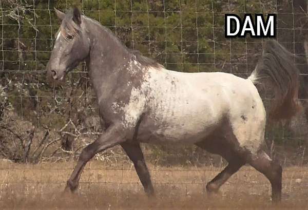 guaranteed-appaloosa-horse