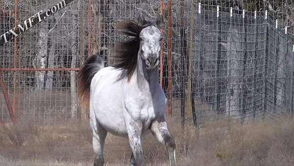 indian-shuffler-appaloosa-horse