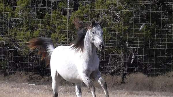 guaranteed-color-producer-appaloosa-horse