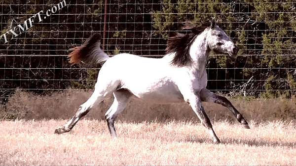 guaranteed-leopard-producer-horse