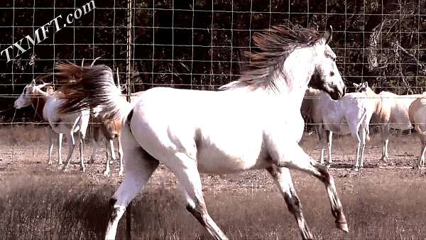 indian-shuffler-stallion