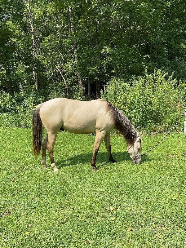 13-hand-pony-gelding