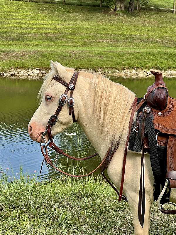 cremello-barrel-pony