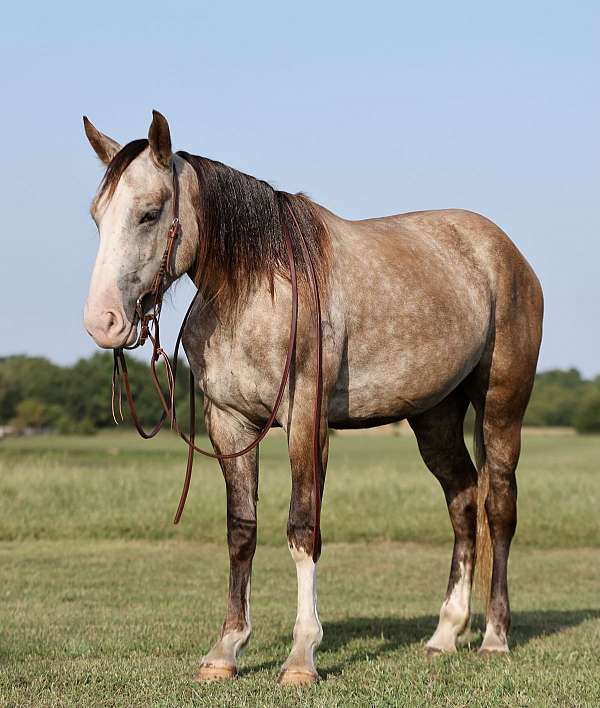 grey-bald-face-socks-horse