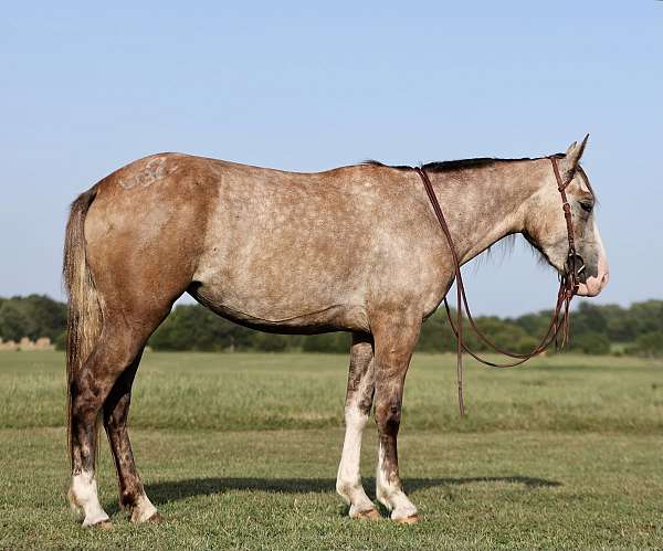 quarterhorse-filly