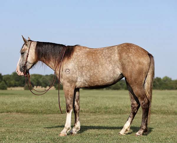 bald-face-socks-horse