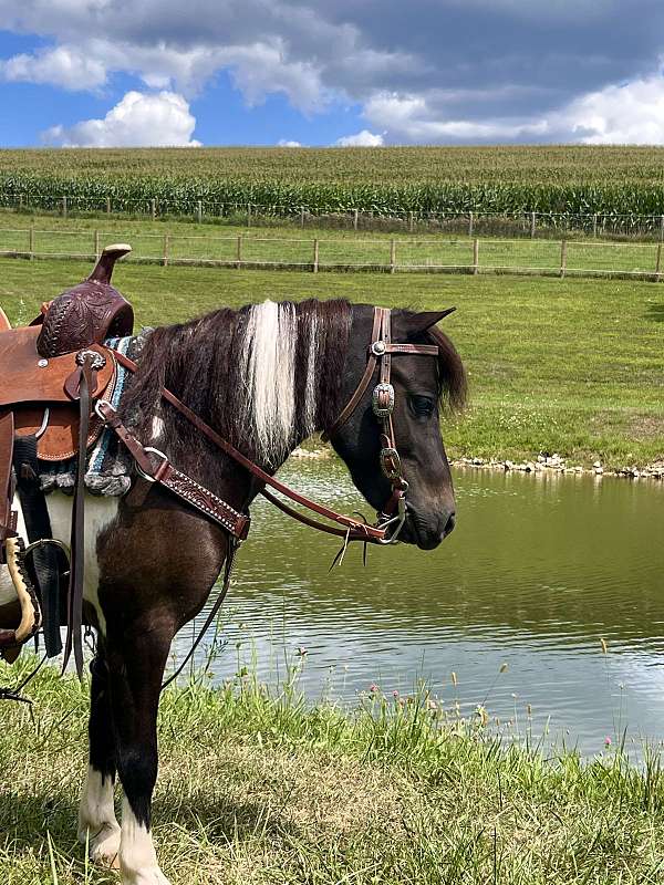 all-around-miniature-horse