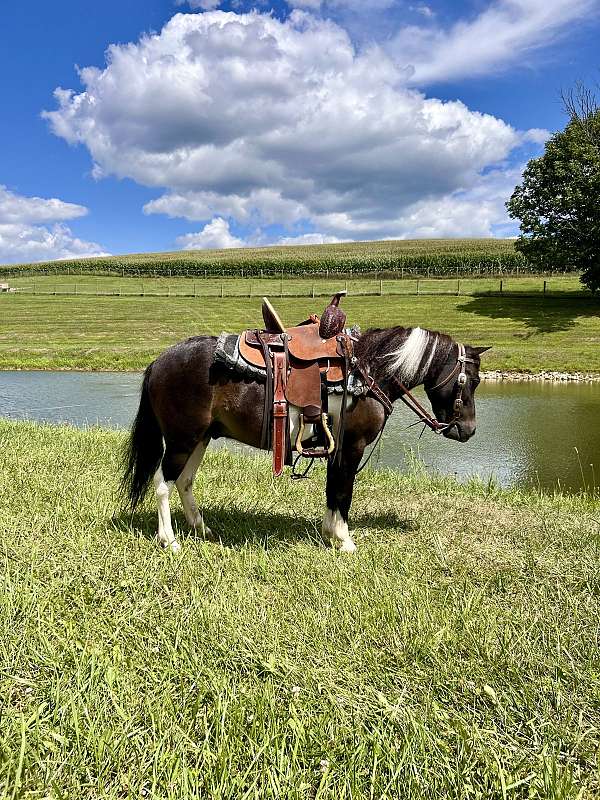 ranch-work-miniature-horse