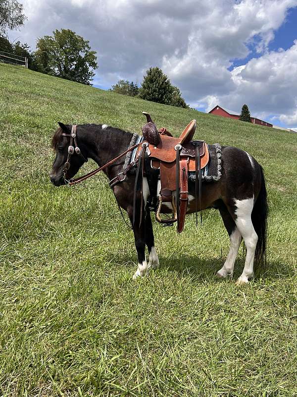 beginner-miniature-horse