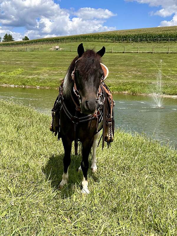 driving-miniature-horse