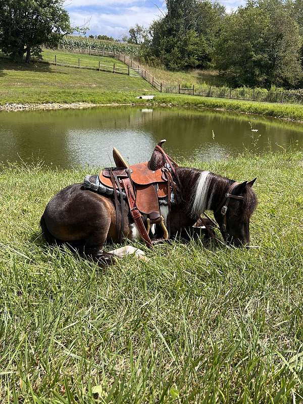 experienced-miniature-horse