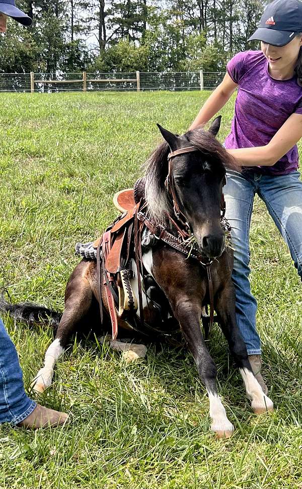 jumping-miniature-horse