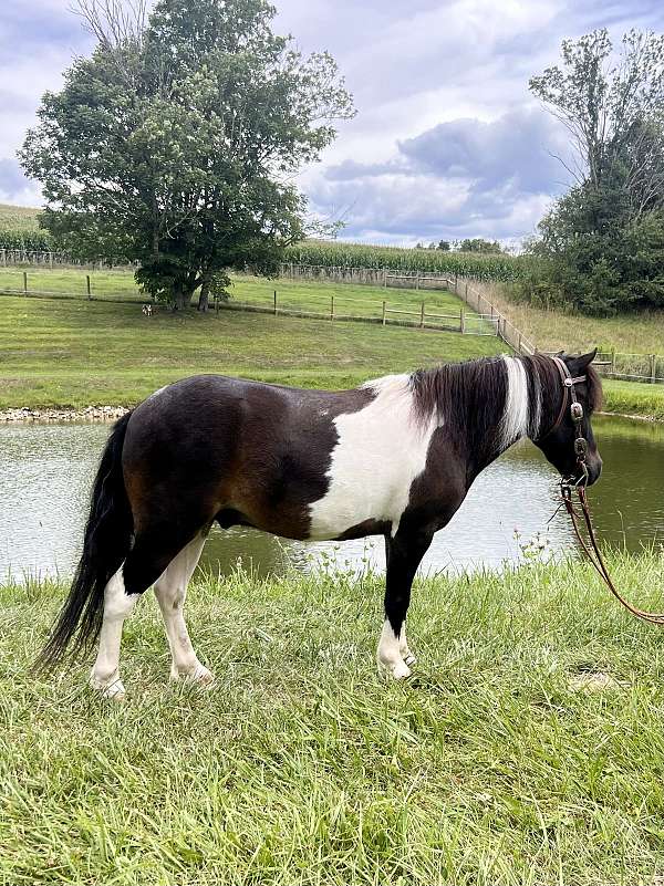 lesson-miniature-horse