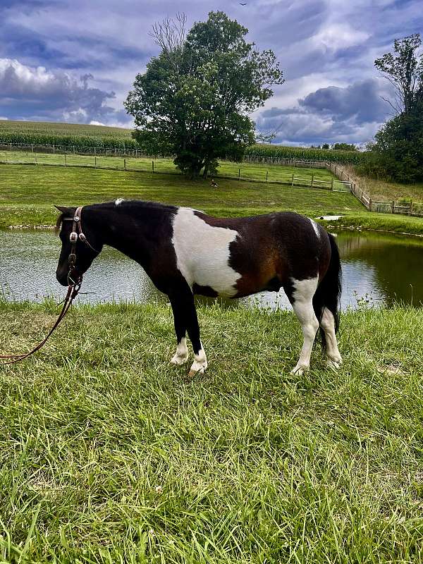 playday-miniature-horse