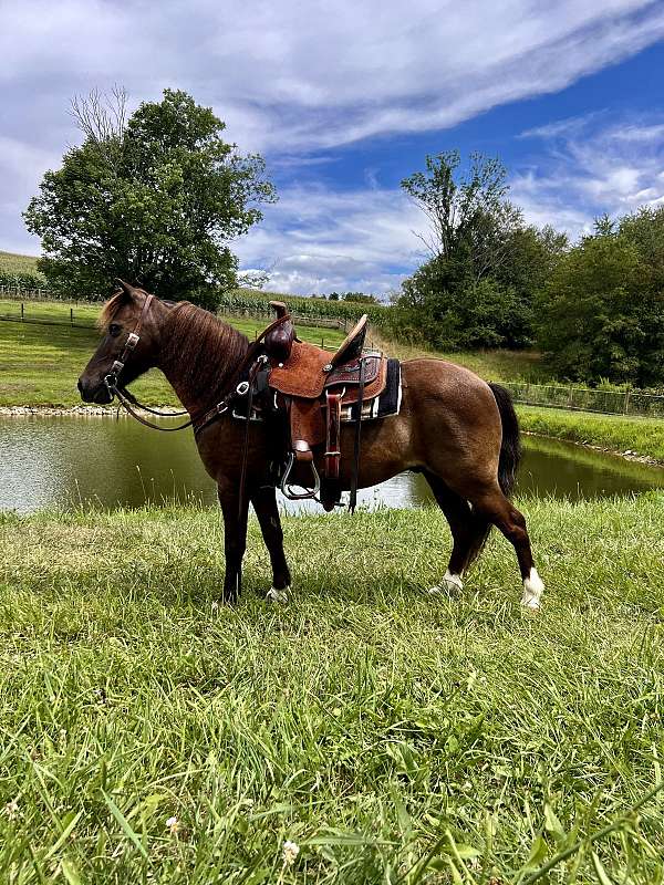 working-cattle-miniature-pony